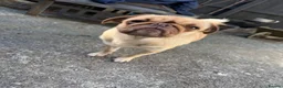 Mixed Breed dogs for sale: Pug Cross Puppies  - Advert 1