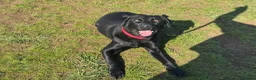 Labrador Retriever dogs for sale: Gorgeous trained Labrador available for new home  in Witney - Advert 4