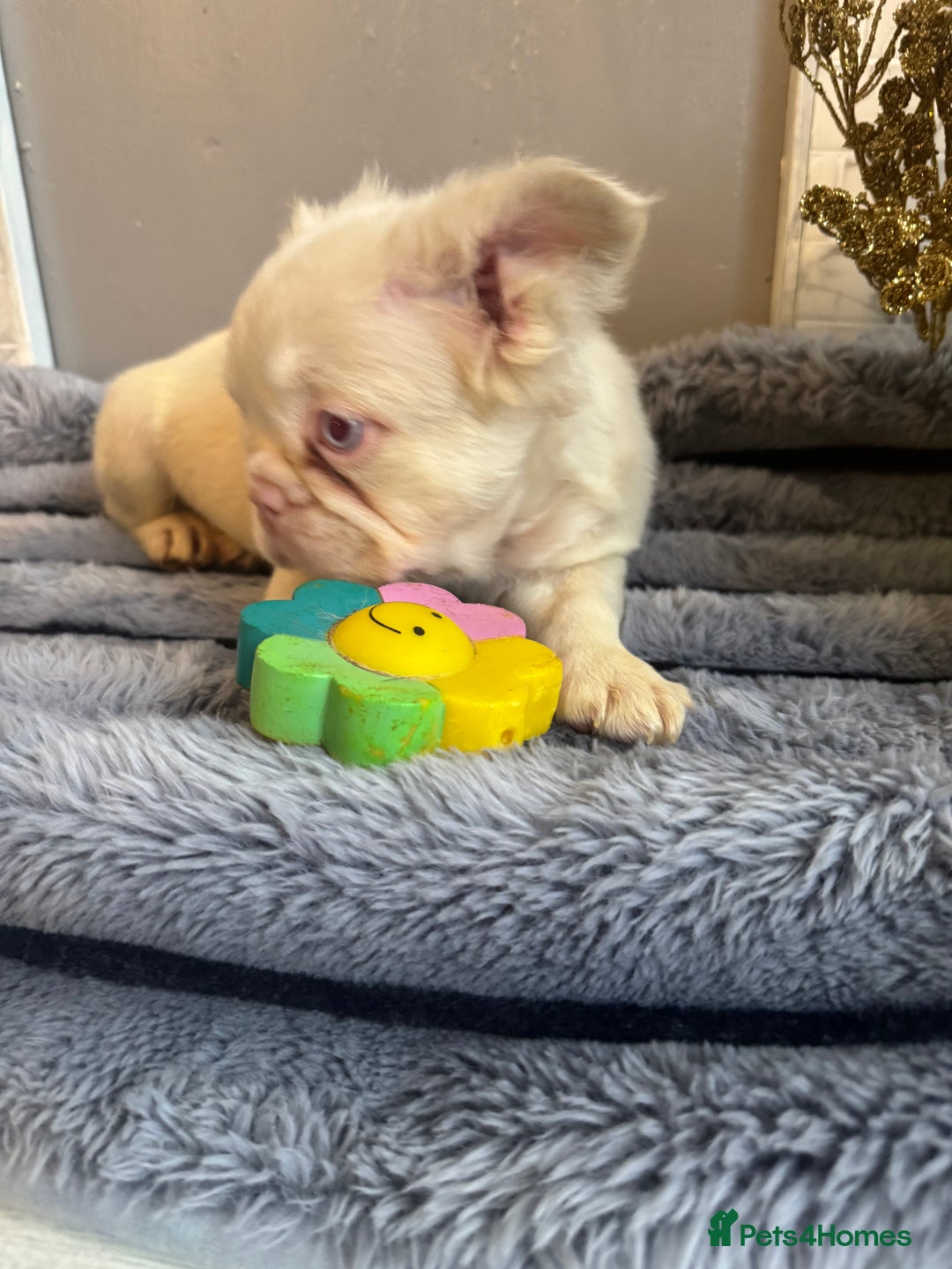 French Bulldog dogs for sale: Quality French bulldog puppies - Advert 6