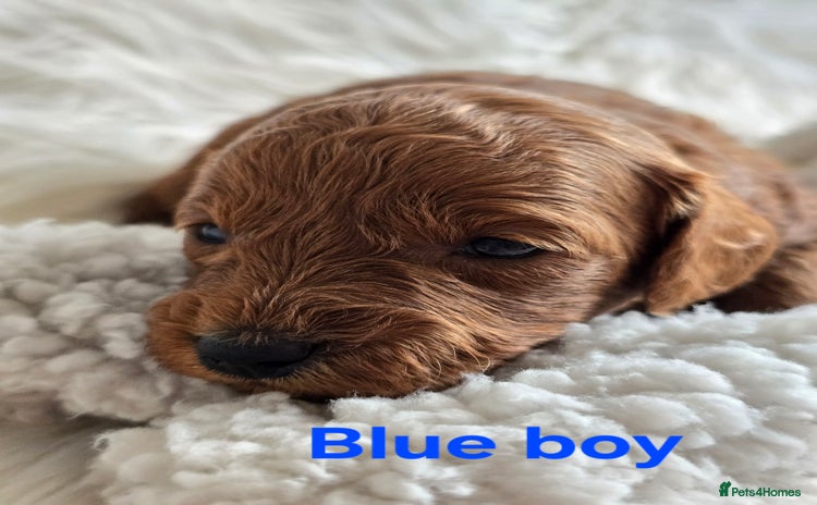 Cavapoo dogs - Advert 7