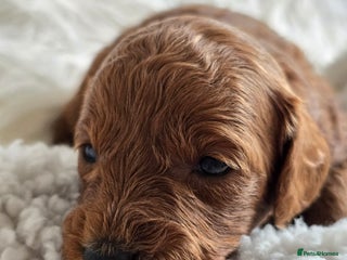 Cavapoo dogs - Advert 5