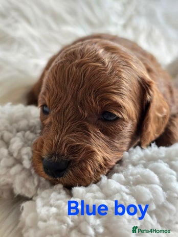 Cavapoo dogs - Advert 2