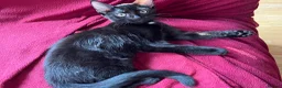 British Shorthair cats for sale: Three Adorable Kittens Looking for Forever Homes  in London - Advert 6
