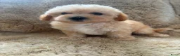 Poochon dogs for sale: F1 poochons puppy’s READY NOW - Advert 13