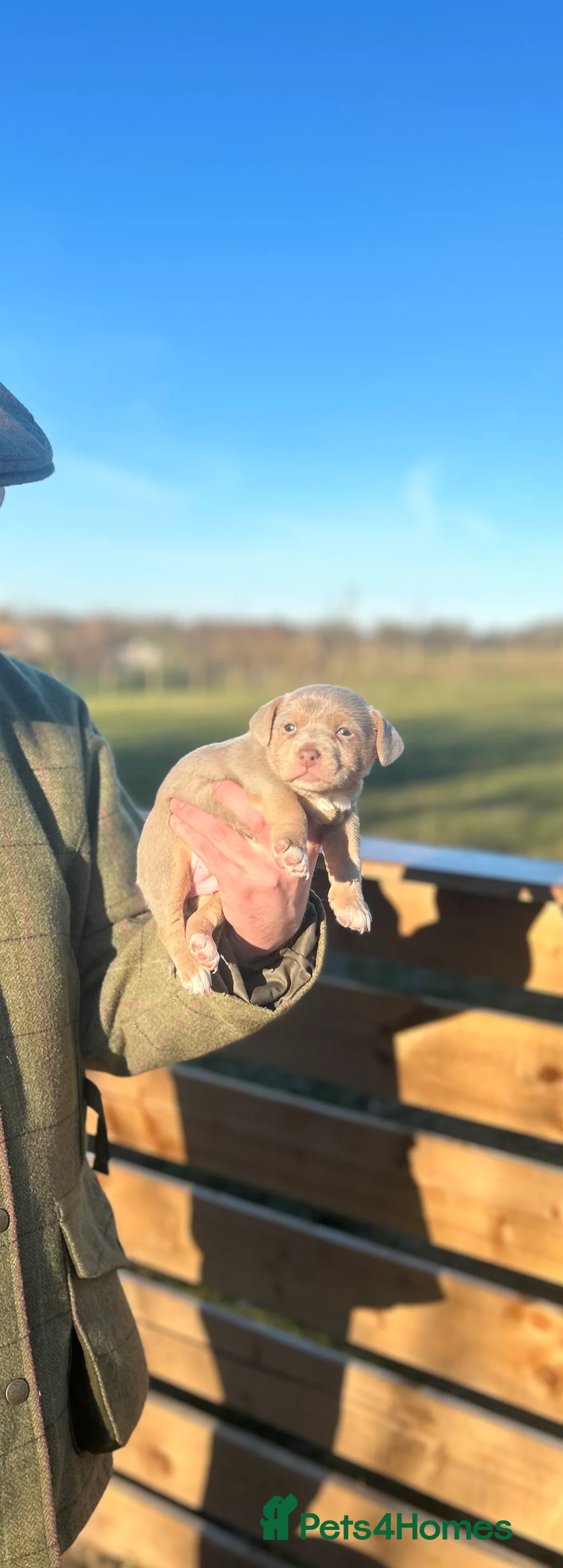 Jack Russell dogs for sale: Stunning Jack Russell puppies fr sale-all colours  - Advert 19