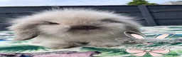 Mini Lion Lop rabbits for sale: Beautiful Mini Lion Lop Boys - Advert 2