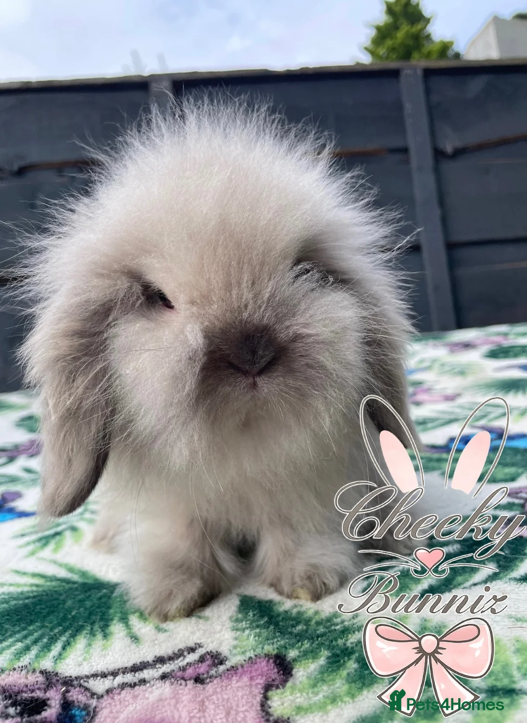 Mini Lion Lop rabbits for sale: Beautiful Mini Lion Lop Boys - Advert 2