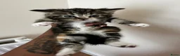 Domestic Shorthair cats for sale: 4 Adorable Kittens – Ready to Reserve - Advert 12