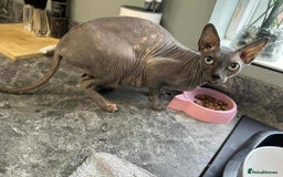 Sphynx cats for sale: 7 Sphynx Kittens  - Image 10