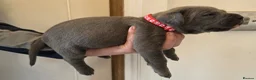 Cane Corso dogs for sale: 7 Blue Beautiful Cane Corso puppies 3 weeks old - Advert 8