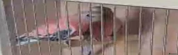 Mixed Breed birds for sale: Tame cocktails and breeding pair clearance  - Advert 8