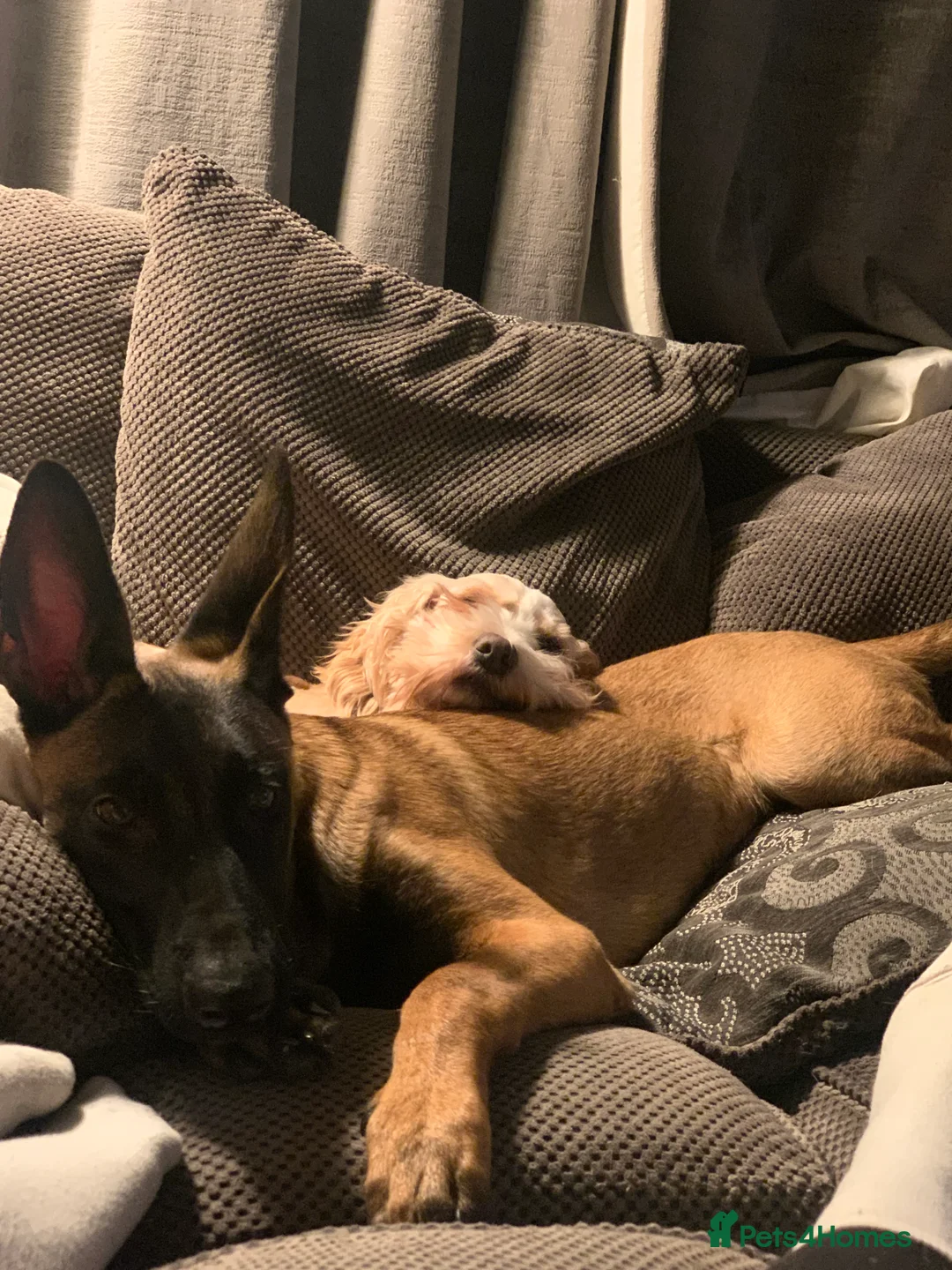 Belgian Shepherd Dog dogs for sale: Belgian malanois  - Advert 3