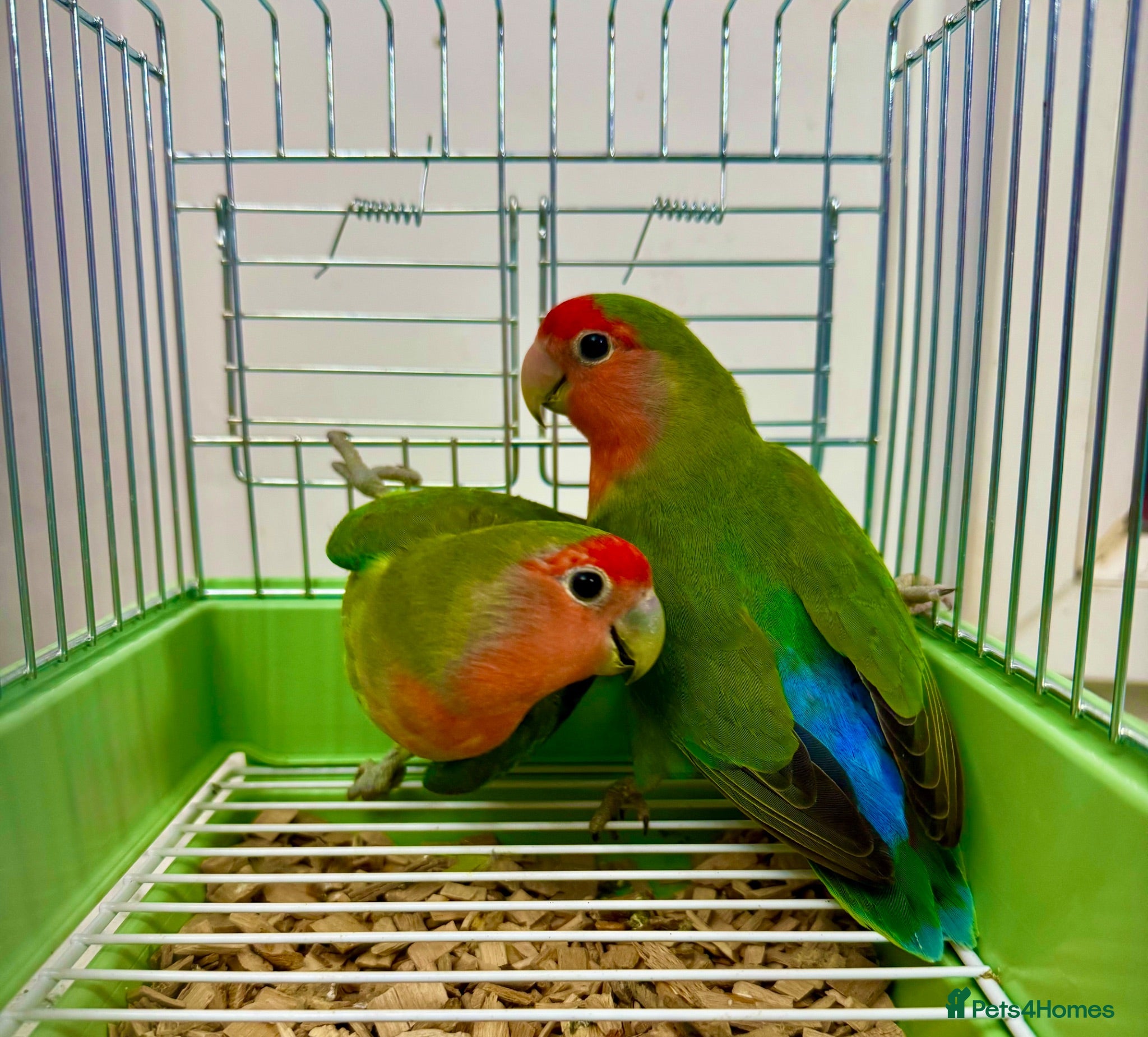 Lovebirds birds Peach Face Breeding Pair of Love Birds Peach Faced - Advert 1