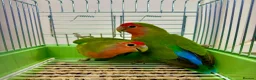 Lovebirds birds for sale: Peach Face Breeding Pair of Love Birds Peach Faced - Advert 4