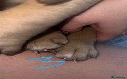 Dogue De Bordeaux dogs for sale: Dogue de bordeaux - Advert 17