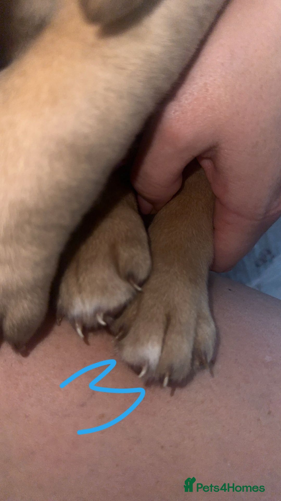 Dogue De Bordeaux dogs for sale: Dogue de bordeaux - Advert 17