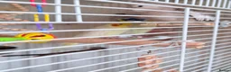 Cockatiels birds for sale: Pair of cockatiels  in Hartlepool - Advert 9