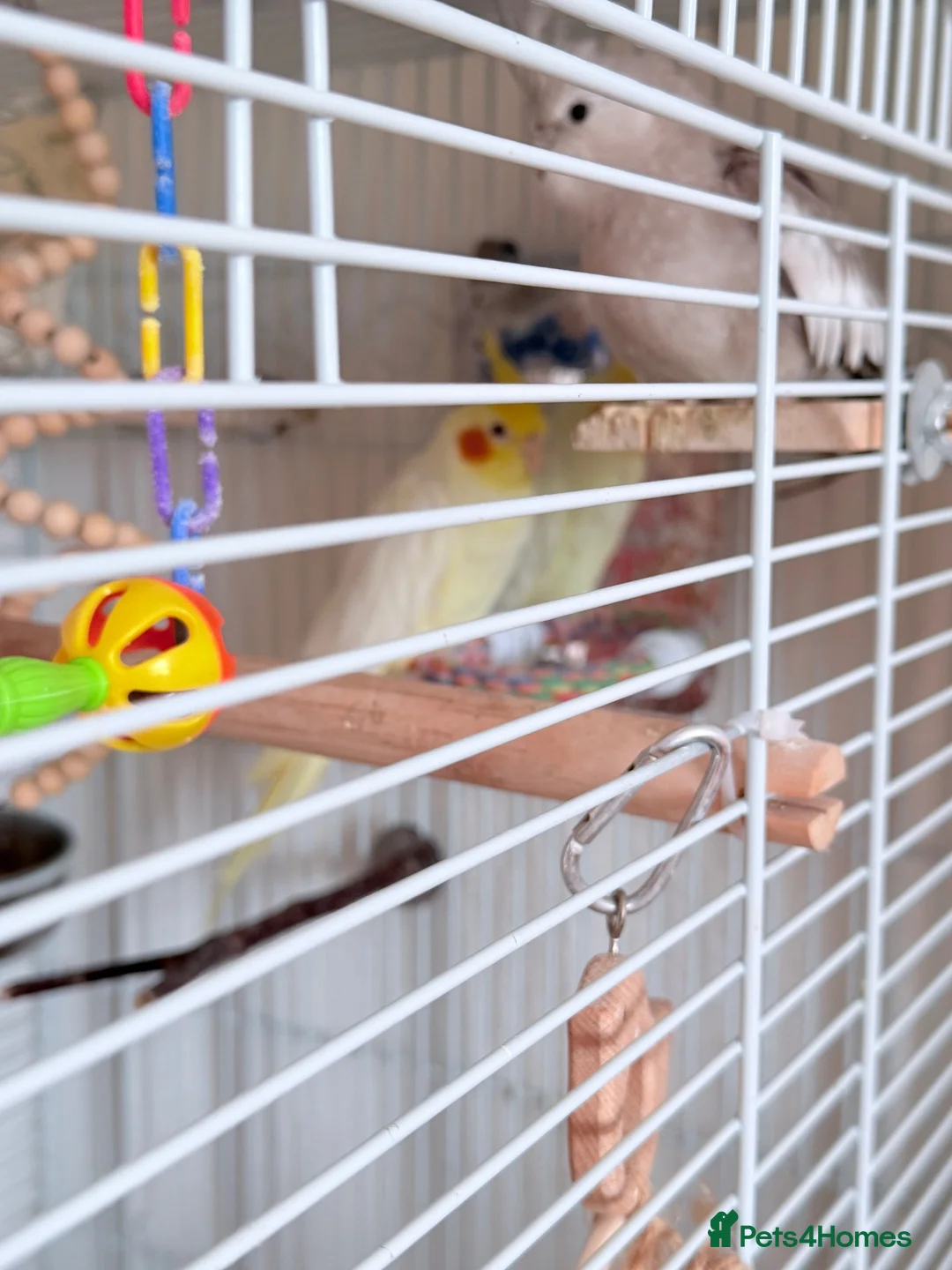 Cockatiels birds for sale: Pair of cockatiels  in Hartlepool - Advert 9