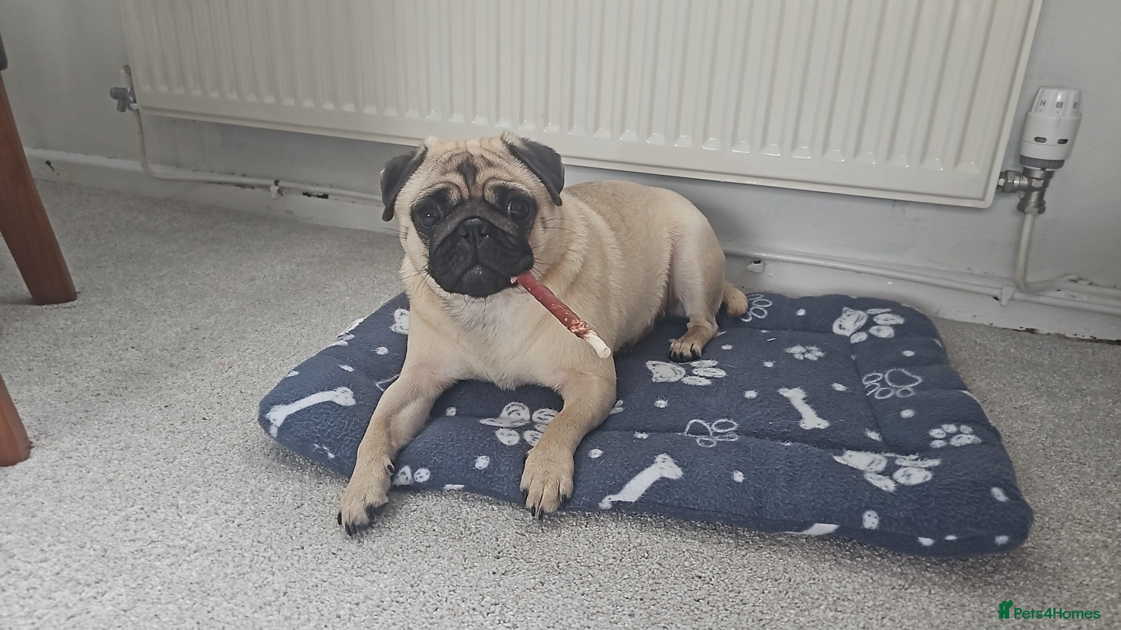Pug dogs Kc Female pug ( no offers ) - Advert 1
