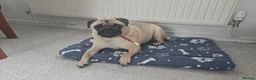 Pug dogs for sale: Kc Female pug ( no offers ) - Advert 1