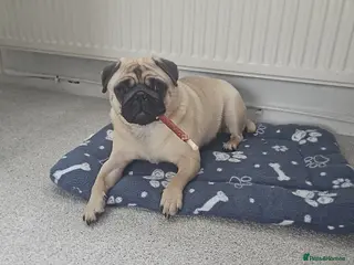 Pug dogs Kc Female pug ( no offers ) - Advert 1