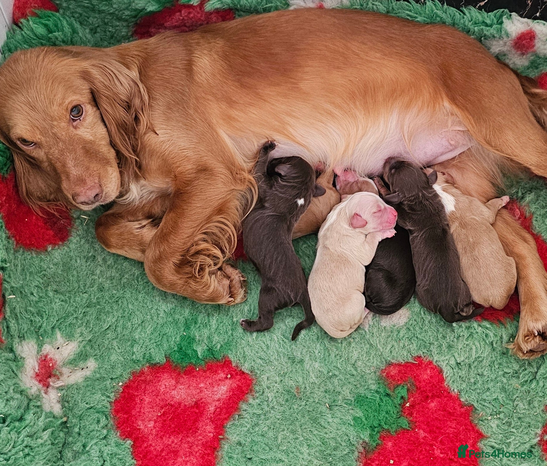 Cocker Spaniel dogs 6 BOY WORKING TYPE KC COCKER SPANIELS - Advert 1
