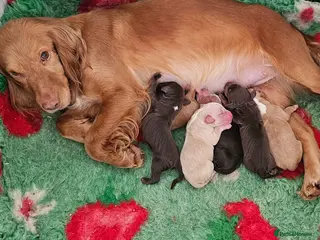 Cocker Spaniel dogs for sale: 6 BOY WORKING TYPE KC COCKER SPANIELS - Advert 2