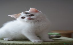 British Shorthair cats for sale: Health tested and registered Chocolate BSH - Image 9