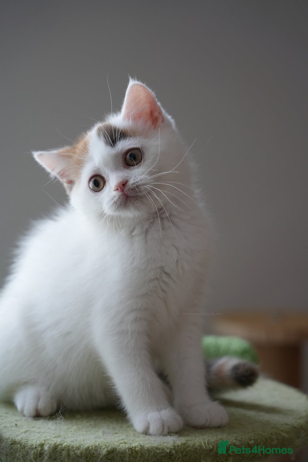 British Shorthair cats for sale: Health tested and registered Chocolate BSH - Image 9