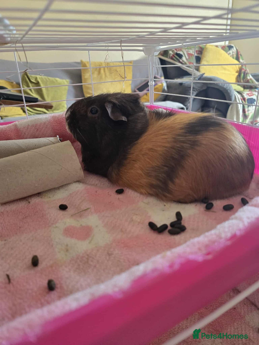 Guinea Pig rodents for sale: Sister Guinea Pigs  - Image 2