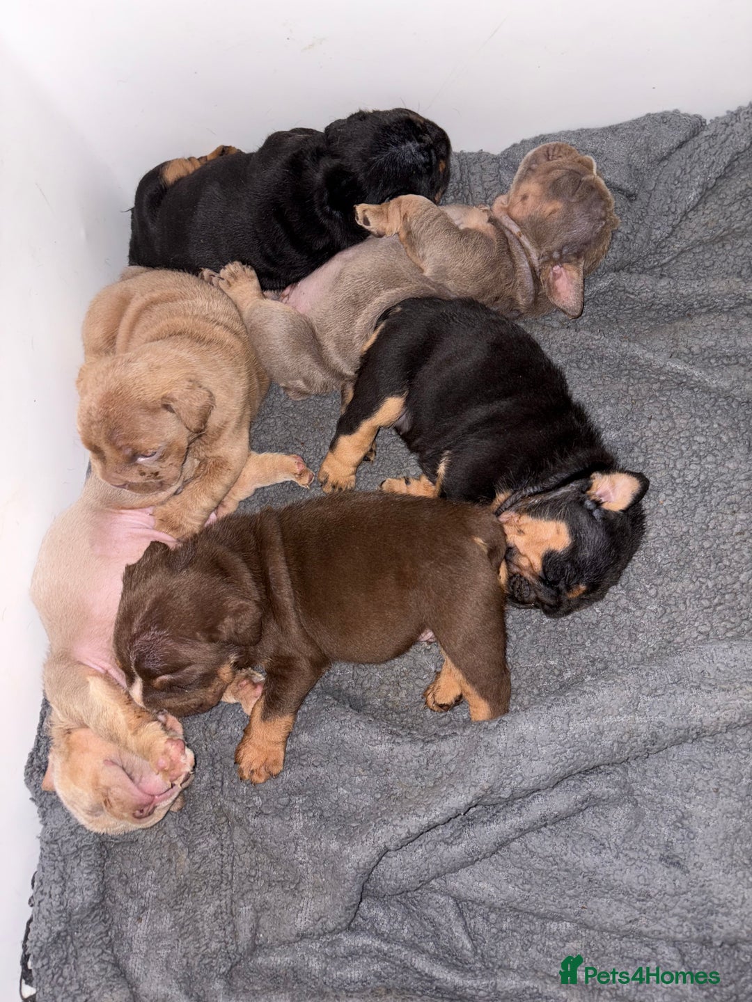 English Bulldog dogs for sale: Stunning KC registered English Bulldogs 4 left - Image 4
