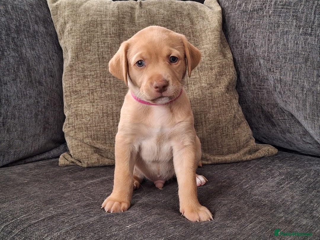 Labrador Retriever dogs for sale: Beautiful Labrador Retriever puppies - Image 2