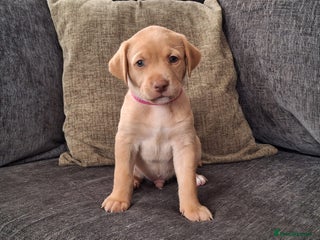 Labrador Retriever dogs - Advert 35