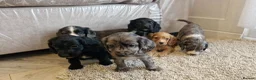 Cocker Spaniel dogs for sale: Cocker spaniel pups - Advert 3