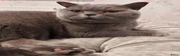British Shorthair cats for sale: [House Cat] Quiet loving family home for Poppy  - Advert 9