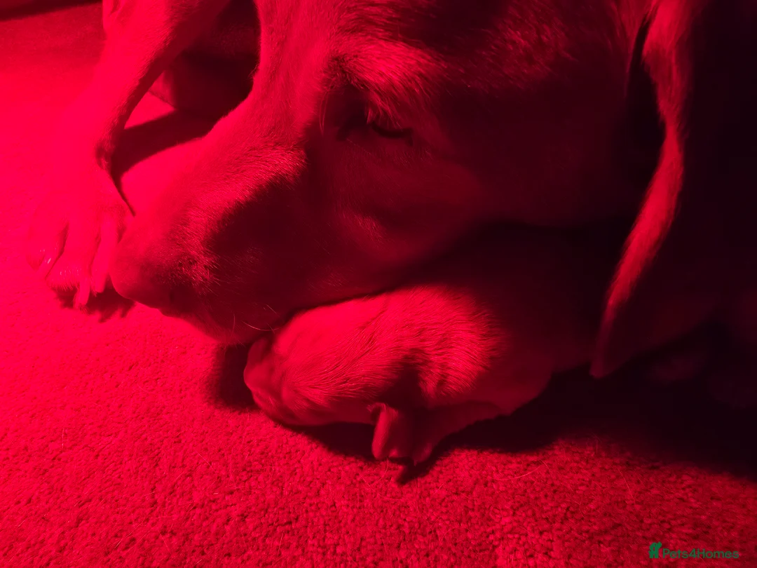 Labrador Retriever dogs for sale: 2 Beautiful Fox Red Labradors in Appleby-in-Westmorland - Advert 6