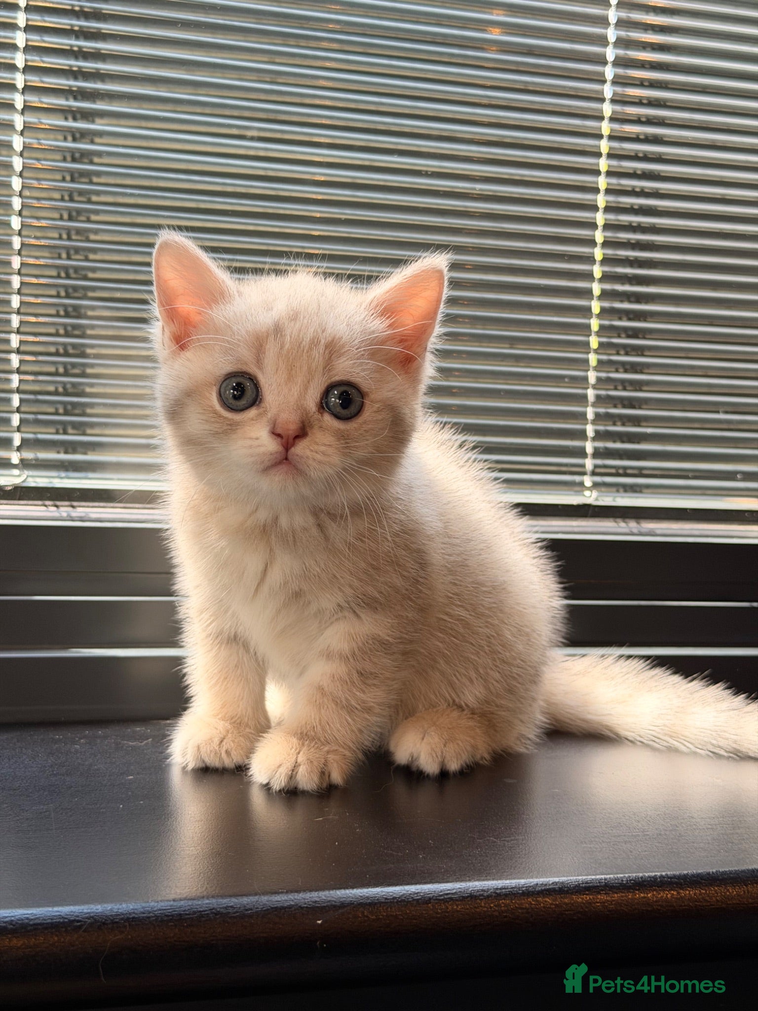 British Shorthair cats British short hair kittens - Advert 1