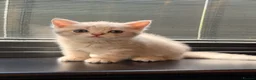 British Shorthair cats for sale: British short hair kittens - Advert 1