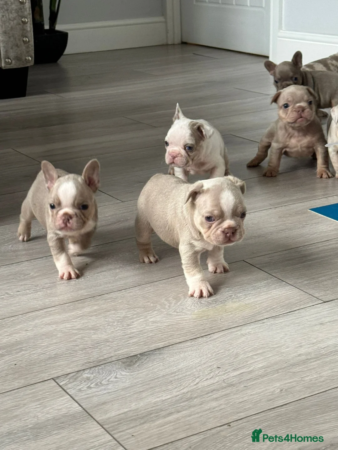 French Bulldog dogs for stud: Tiny 8kg Isabella and tan quad  - Advert 35