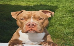 Mixed Breed dogs for sale: Rocco - Image 1