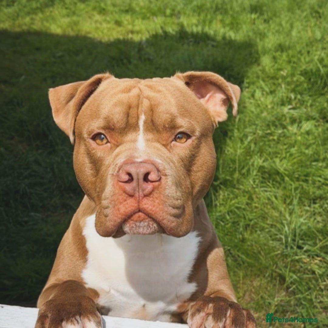 Mixed Breed dogs for sale: Rocco - Image 1