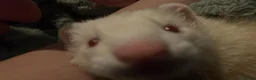 Ferret rodents for sale: 2 male ferrets  - Advert 4