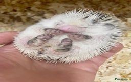 Pygmy Hedgehog rodents for sale: Stunning Pinto Baby African Pygmy Hedgehog's  - Image 4