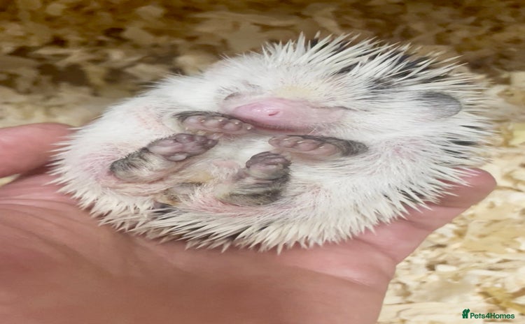 Pygmy Hedgehog rodents - Advert 2
