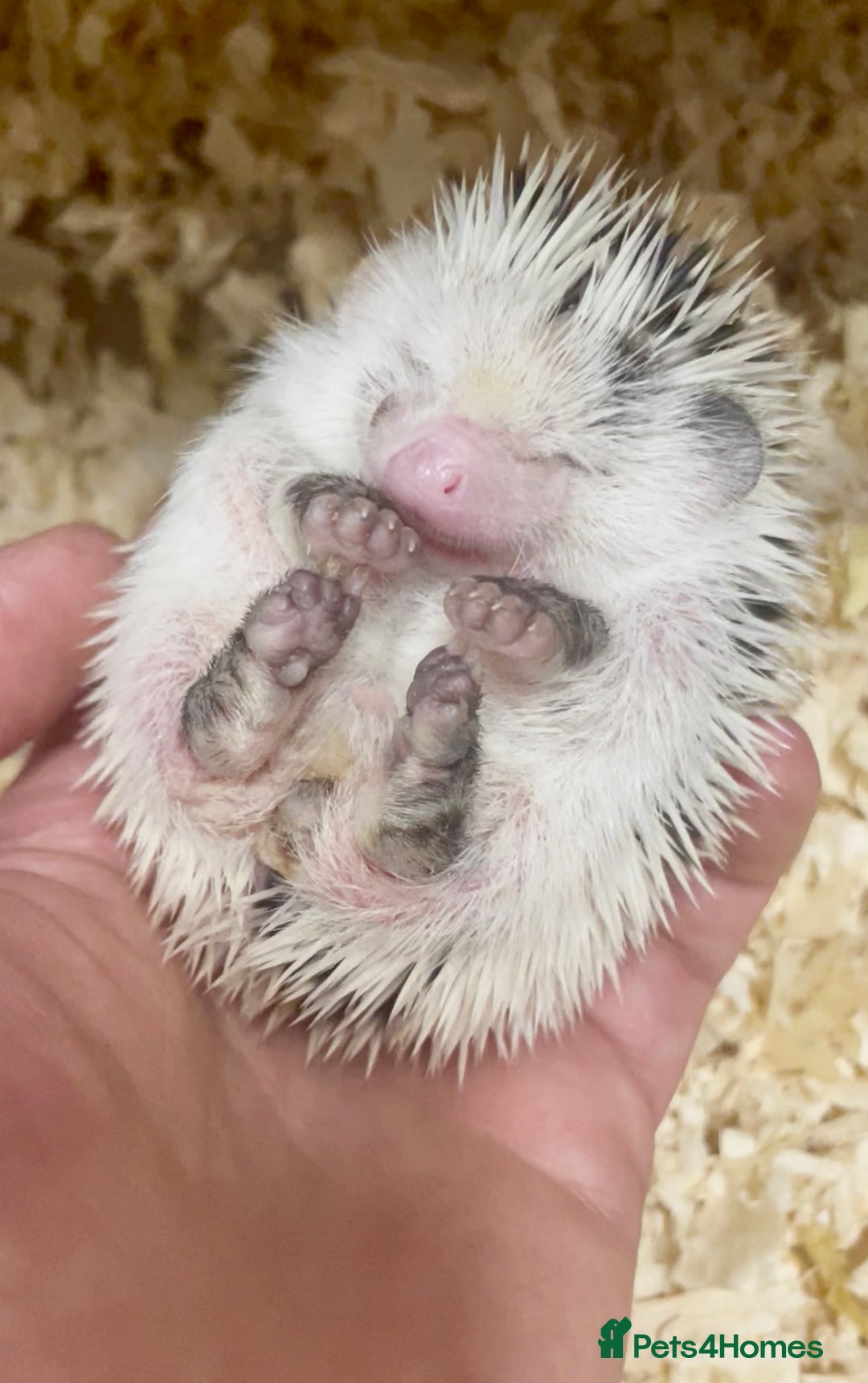 Pygmy Hedgehog rodents for sale: Stunning Pinto Baby African Pygmy Hedgehog's  - Image 4