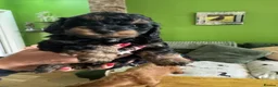 Doxiepoo dogs for sale: Doxiepoo puppies  in Stockport - Advert 4
