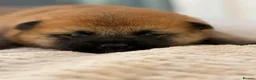 Japanese Shiba Inu dogs for sale: Japanese Shiba Inu Puppies Parents Health Tested - Advert 3
