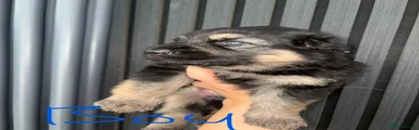 German Shepherd 6