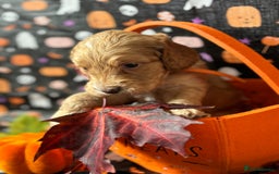 Cockapoo dogs for sale: ❤️AMAZING F1B COCKAPOOS ❤️ - Image 5