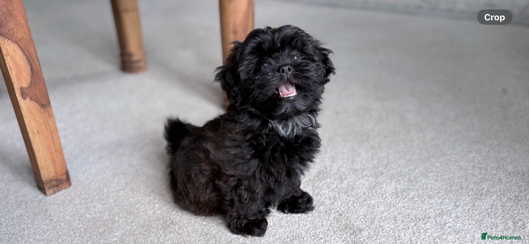 Shihpoo dogs Imperial Shihpoo Female Puppy - Advert 5